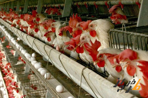 روش نگهداری مرغ بومی تخمگذار - سپید طیور